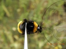 Шмель-зонатус_1